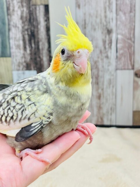 オカメインコ