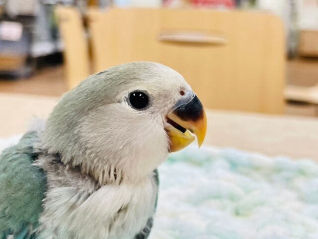 コザクラインコ（小桜インコ）