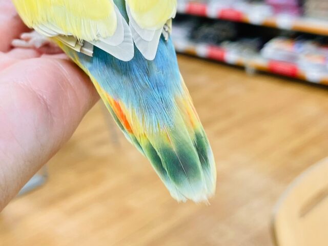 コザクラインコ（小桜インコ）