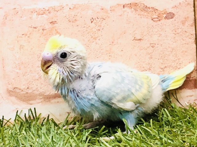 セキセイインコ