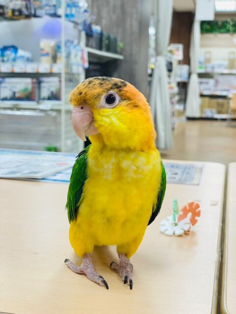 シロハラインコ