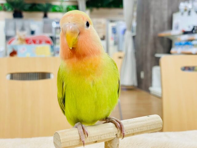 コザクラインコ（小桜インコ）