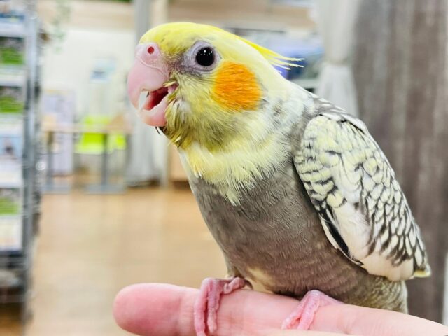 オカメインコ