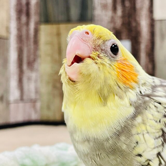 オカメインコ