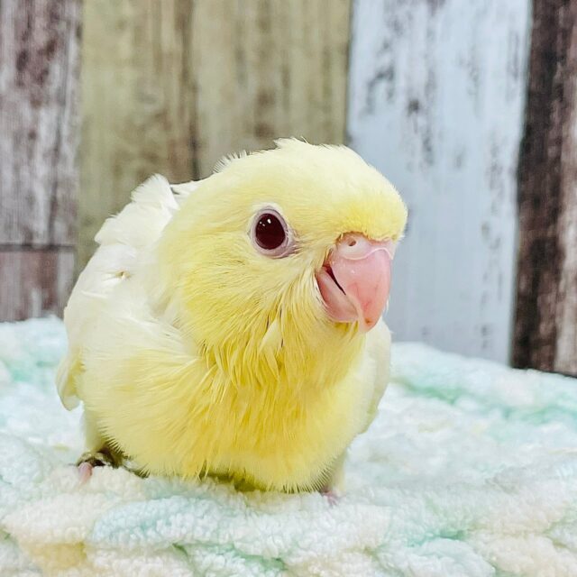 ぴーぽぽ♪くりーみーな天使ちゃん🪽サザナミインコ（クリーム）ヒナ