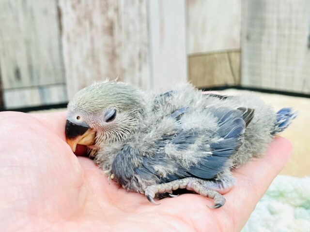 コザクラインコ（小桜インコ）