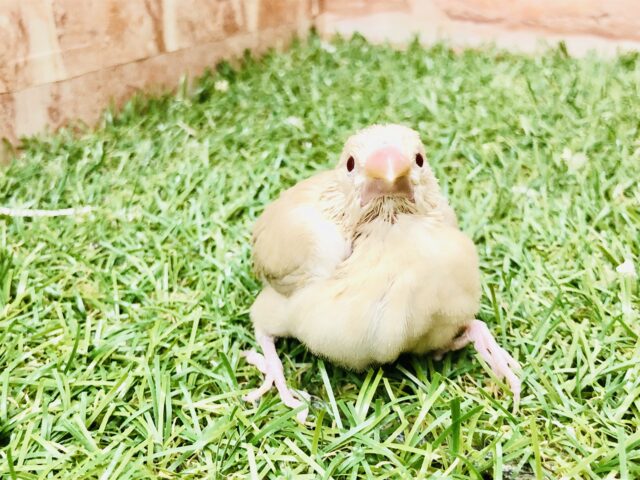 シナモン文鳥