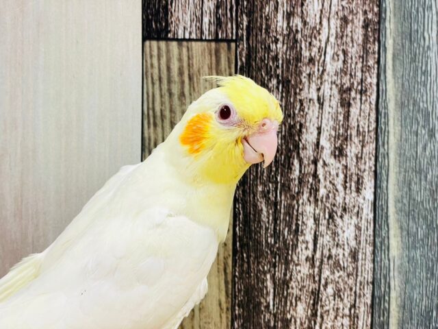 オカメインコ