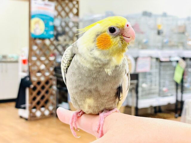 オカメインコ