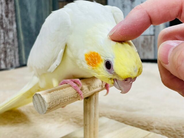 オカメインコ