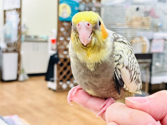 オカメインコ