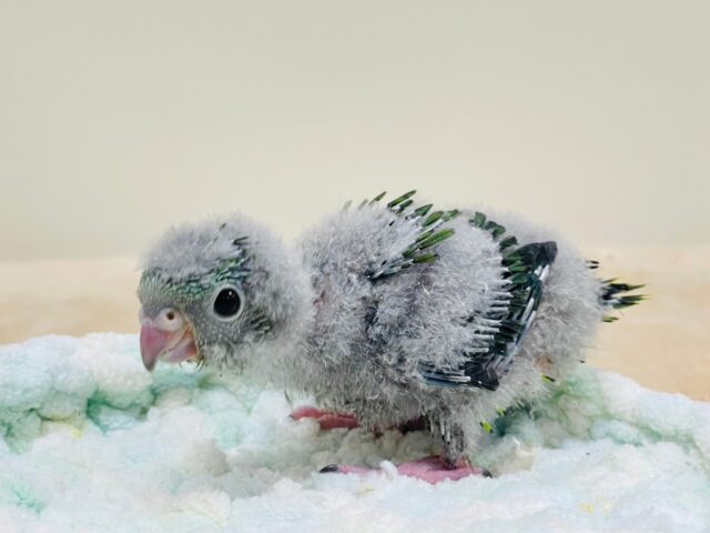 サザナミインコ