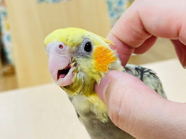 オカメインコ