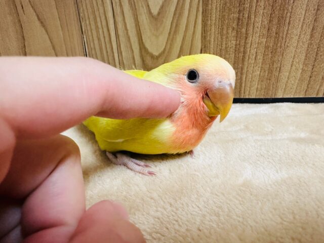 コザクラインコ（小桜インコ）