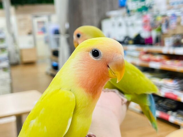 コザクラインコ（小桜インコ）