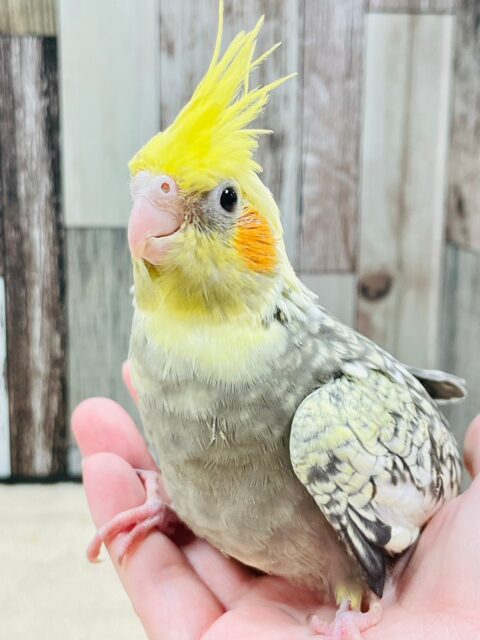 オカメインコ