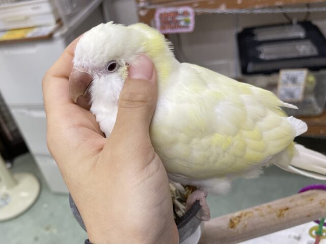 オキナインコ