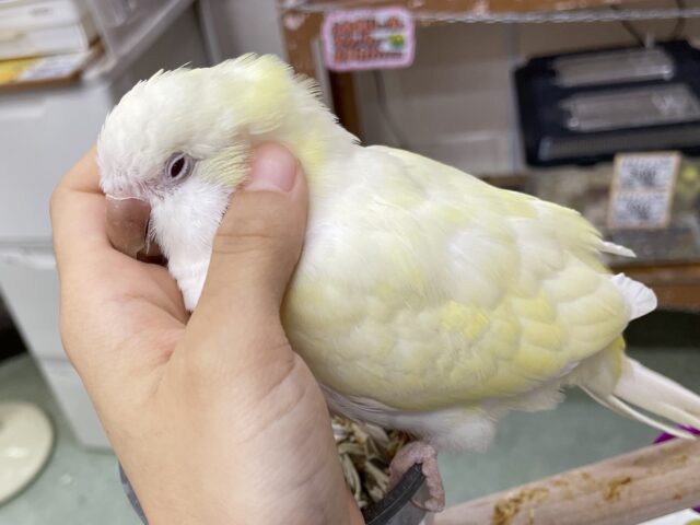 オキナインコ