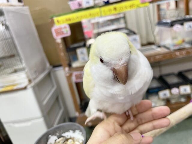 オキナインコ