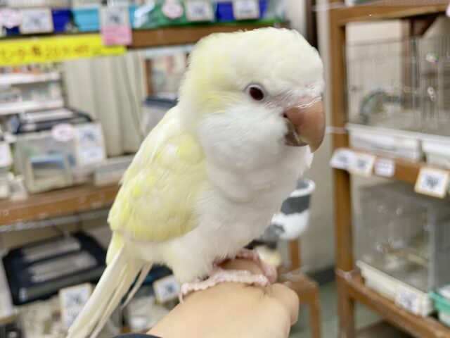 オキナインコ