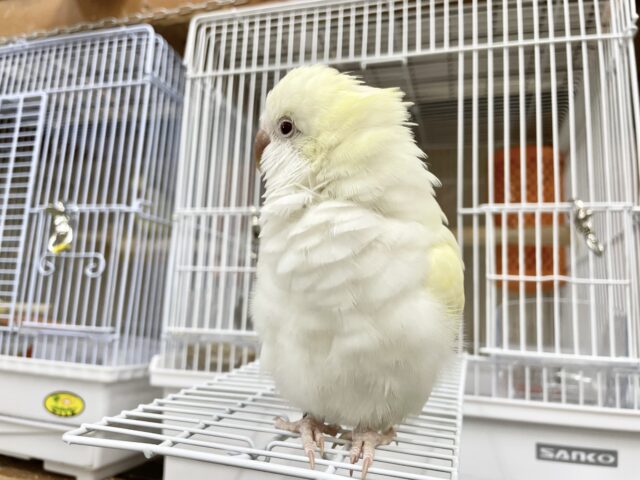 オキナインコ