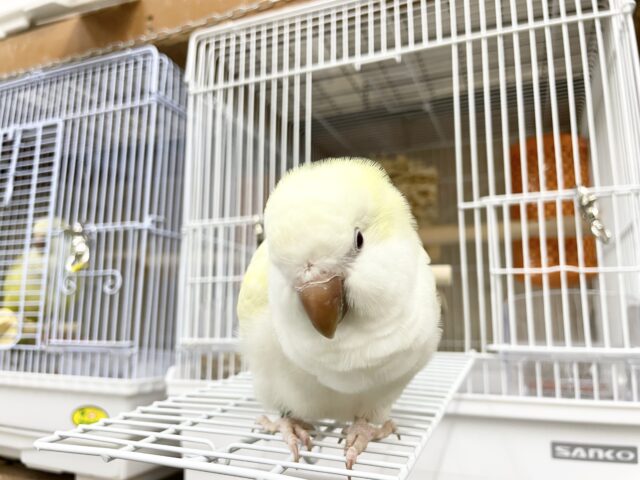 オキナインコ