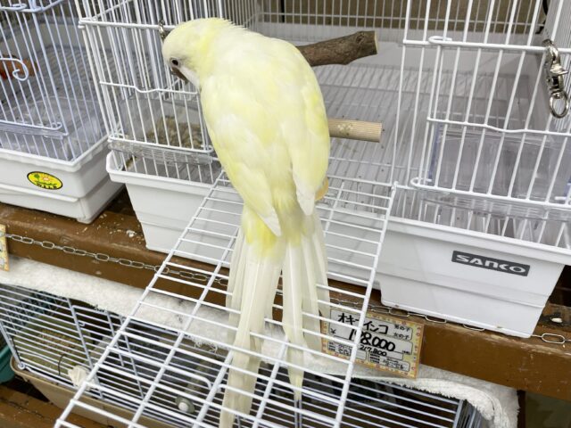 オキナインコ