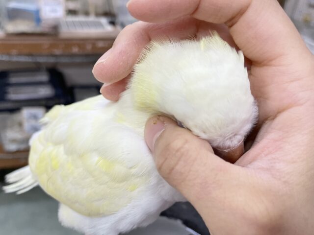 オキナインコ