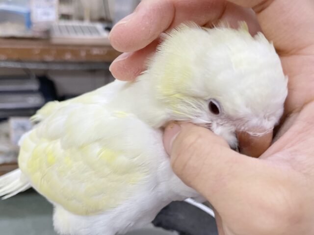 オキナインコ