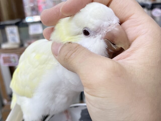 オキナインコ