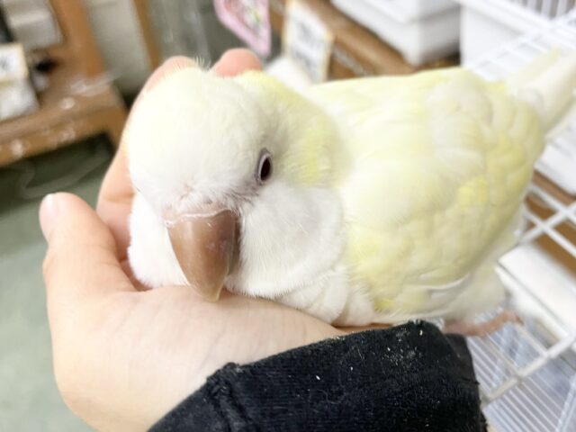 オキナインコ