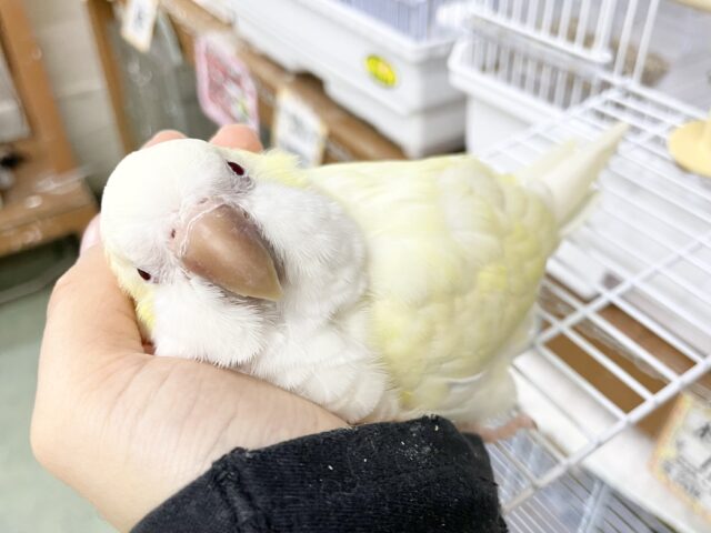 オキナインコ