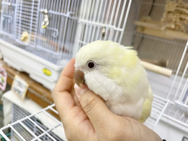 オキナインコ