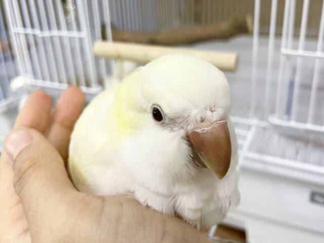 オキナインコ