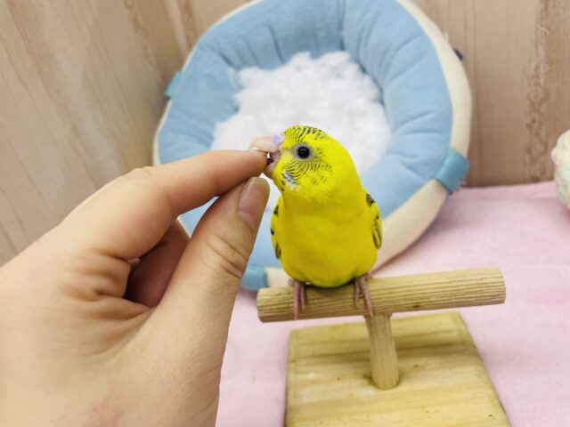 セキセイインコ