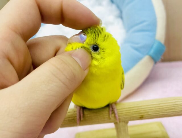 なれてるよ〜❣️さし餌1回❣️手乗り❣️カキカキ⭕️ 笑顔開花のブーちゃんだよっ🌼🌼🌻　セキセイインコ　イエローハルクイン