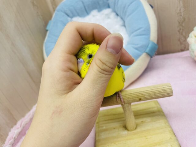 セキセイインコ