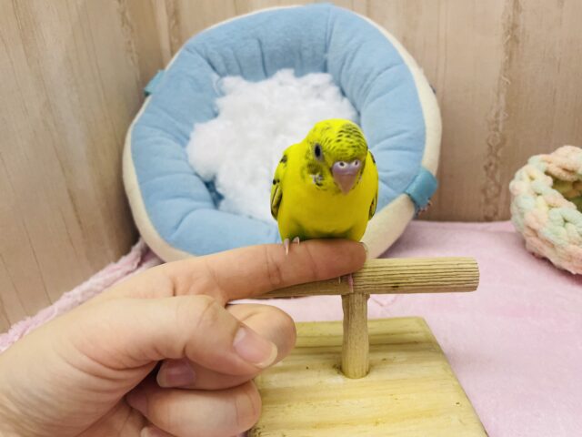 セキセイインコ