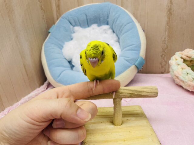 セキセイインコ