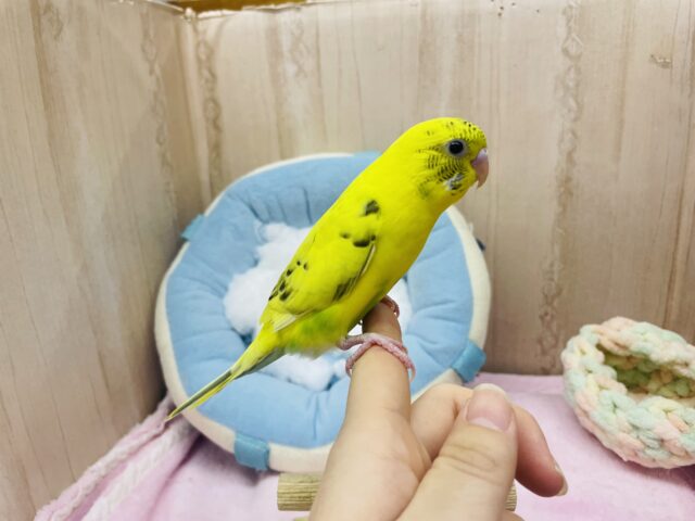 セキセイインコ