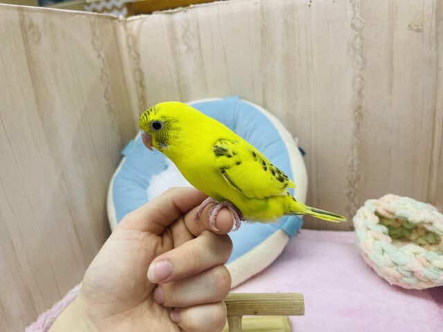 セキセイインコ