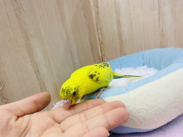 セキセイインコ