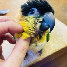 動画更新🆙懐こく無邪気 ❤︎*ˊᵕˋ 手乗りズグロシロハラインコさん､男のコ🌟♂