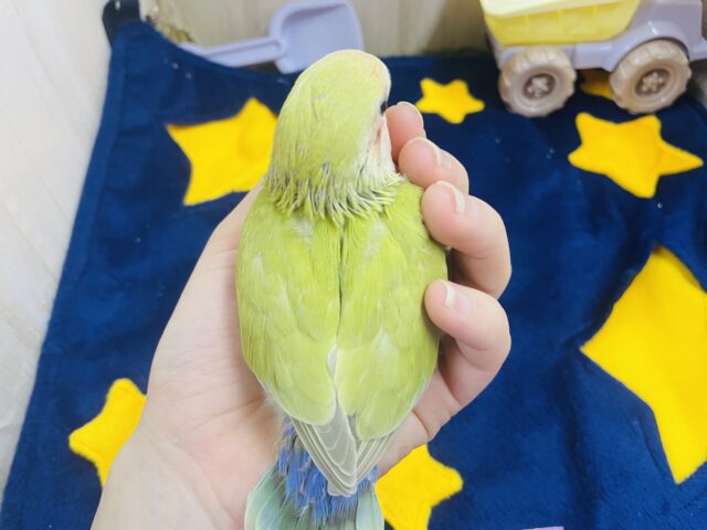 コザクラインコ（小桜インコ）