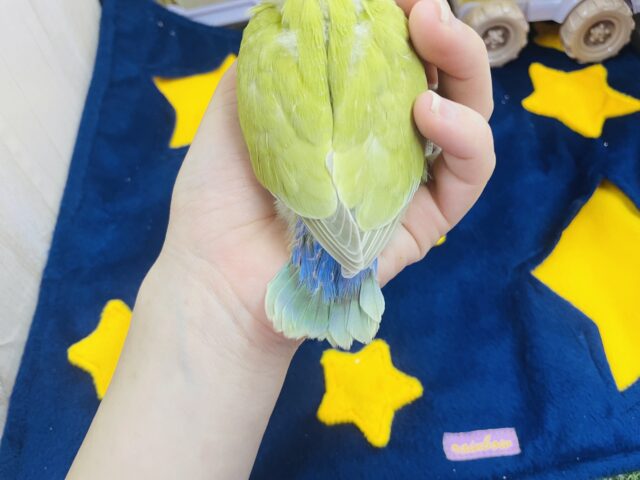 コザクラインコ（小桜インコ）