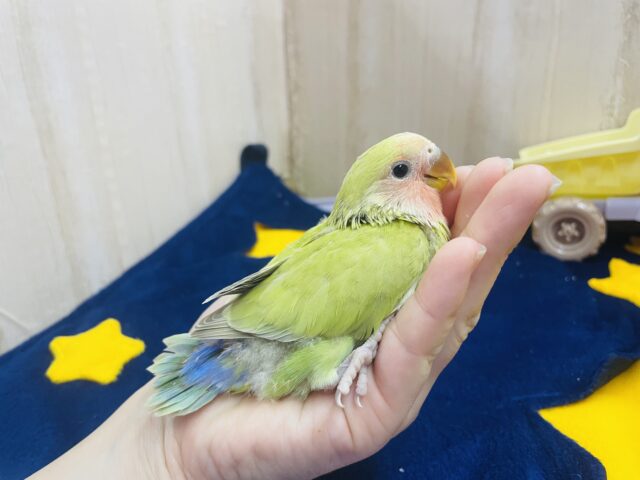 コザクラインコ（小桜インコ）