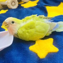 『やあ👋』ぺたーんとおすわりコザよ🙌🌿　コザクラインコ　シナモン