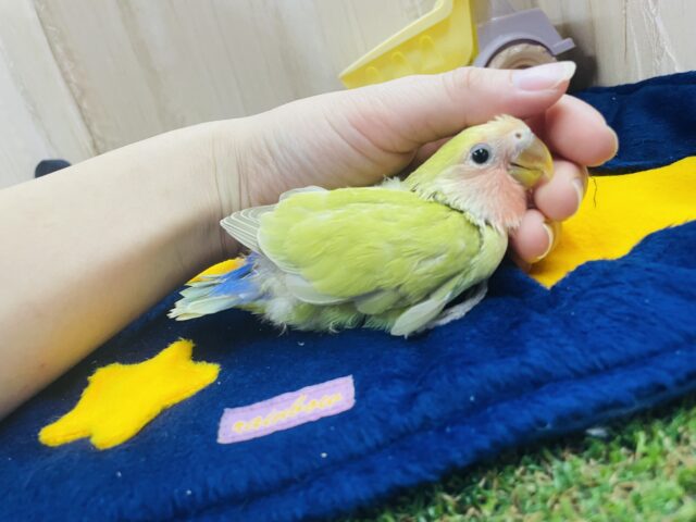 コザクラインコ（小桜インコ）