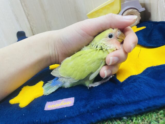 コザクラインコ（小桜インコ）