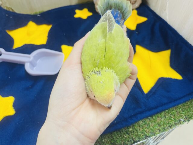 コザクラインコ（小桜インコ）